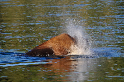 Yellowstone NP 7-20-13 2904.JPG