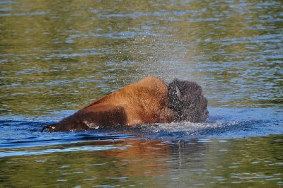 Yellowstone NP 7-20-13 2907.JPG