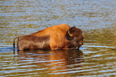 Yellowstone NP 7-20-13 2913.JPG