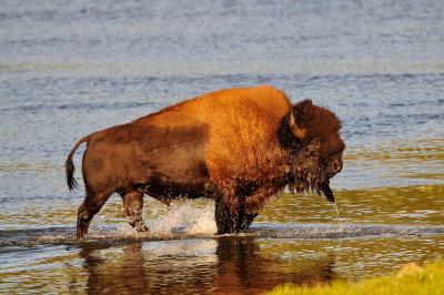 Yellowstone NP 7-20-13 2917.JPG