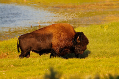 Yellowstone NP 7-20-13 2926.JPG