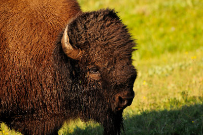 Yellowstone NP 7-20-13 2931.JPG