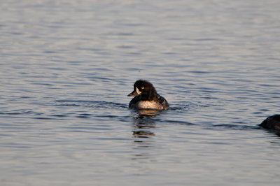 Yellowstone NP 7-21-13 3099.JPG