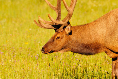 Yellowstone NP 7-21-13 3145.JPG