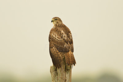 Attwater NWR 11-16-13 0203.JPG