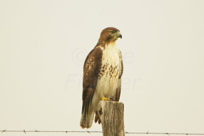 Attwater NWR 11-16-13 0210.JPG