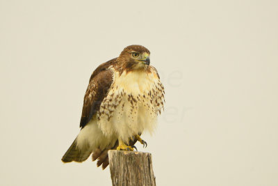 Attwater NWR 11-16-13 0219.JPG