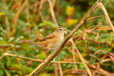 Attwater NWR 11-16-13 0245.JPG