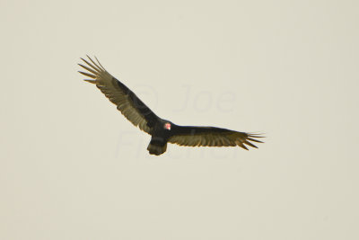Attwater NWR 11-16-13 0313.JPG