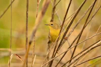 Attwater NWR 11-16-13 0275.JPG