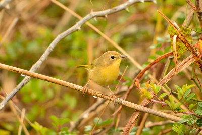 Attwater NWR 11-16-13 0290.JPG