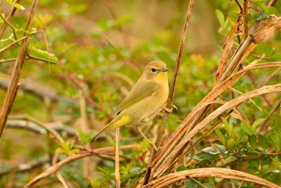 Attwater NWR 11-16-13 0293.JPG