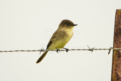 Attwater NWR 11-16-13 0320.JPG