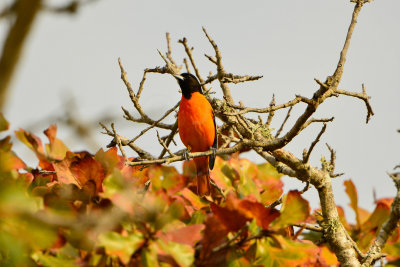 Aransas NWR 12-13-13 0326-30.JPG