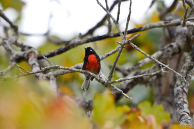 Aransas NWR 12-13-13 0314-27.JPG