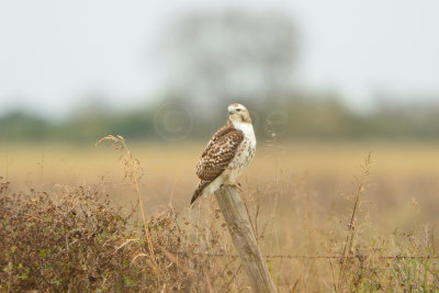 Attwater NWR 12-1-13 0948.JPG