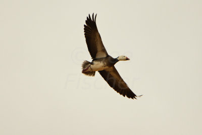 Attwater NWR 12-1-13 0867.JPG