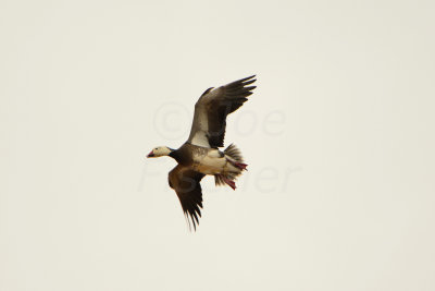 Attwater NWR 12-1-13 0879.JPG