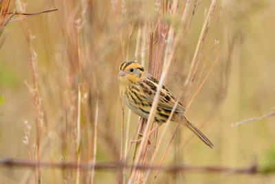 Attwater NWR 12-1-13 0970.JPG