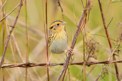 Attwater NWR 12-1-13 0985.JPG