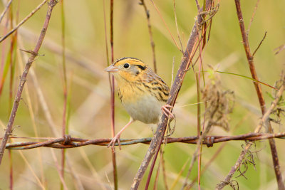 Attwater NWR 12-1-13 0993.JPG