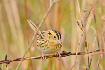 Attwater NWR 12-1-13 1010.JPG