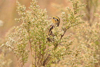 Attwater NWR 12-1-13 1025.JPG
