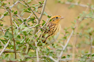 Attwater NWR 12-1-13 1030.JPG