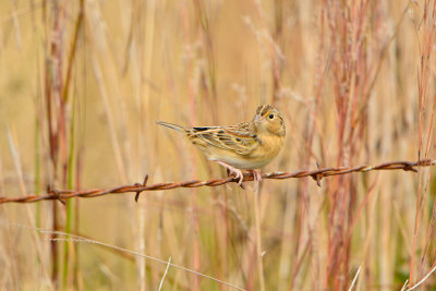 Attwater NWR 12-1-13 1033.JPG