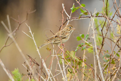 Attwater NWR 12-1-13 1043.JPG