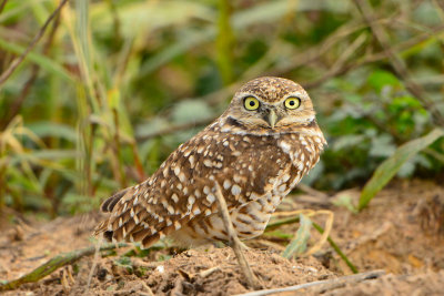 Attwater NWR 12-1-13 1114.JPG