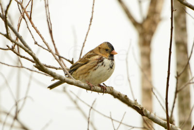 Attwater NWR 12-8-13 0099-8.JPG