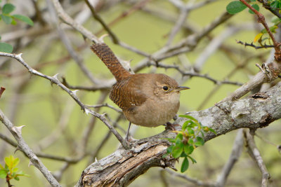 Attwater NWR 12-8-13 0042-3.JPG