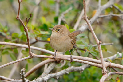 Attwater NWR 12-8-13 0053-4.JPG