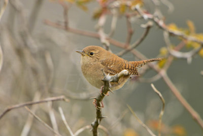 Attwater NWR 12-8-13 0092-7.JPG