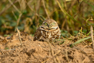 Attwater NWR 12-1-13 1126.JPG