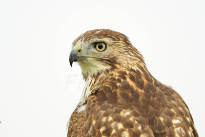 Attwater NWR 12-8-13 0178-16.JPG