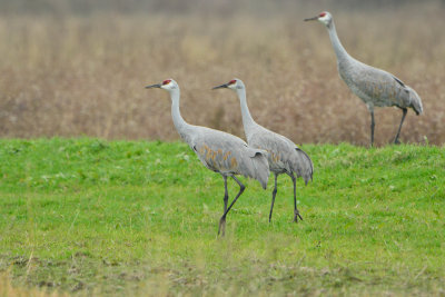 Attwater NWR 12-8-13 0218-20.JPG