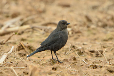 Attwater NWR 12-8-13 0219-21.JPG