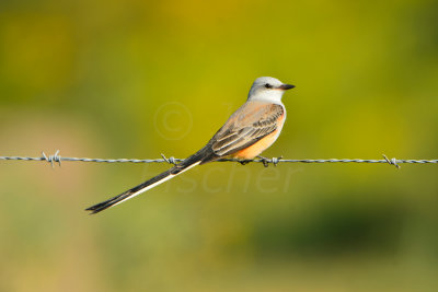 Brazoria NWR 10-25-13 1952.JPG