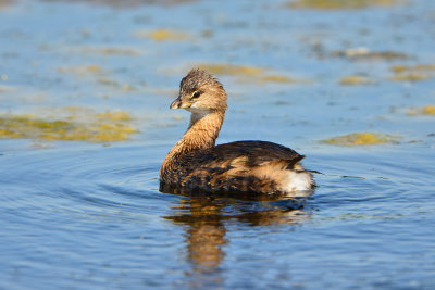 Brazoria NWR 10-19-13 1160.JPG