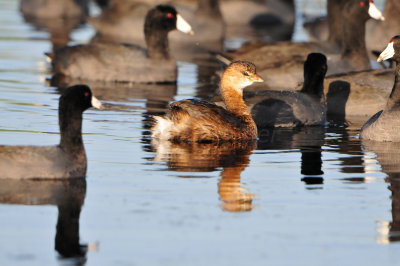 Brazoria NWR 11-15-13 2944.JPG