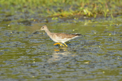 Brazoria NWR 10-25-13 1940.JPG