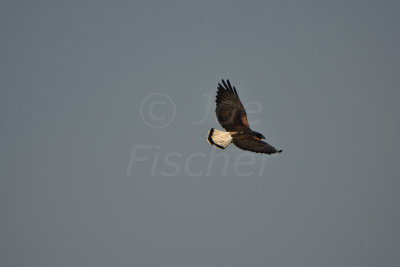 Brazoria NWR 10-25-13 1959.JPG