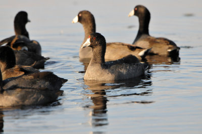 Brazoria NWR 11-15-13 2840.JPG
