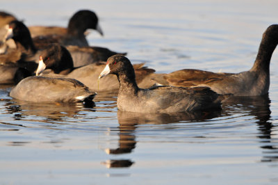 Brazoria NWR 11-15-13 2848.JPG