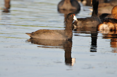 Brazoria NWR 11-15-13 2942.JPG