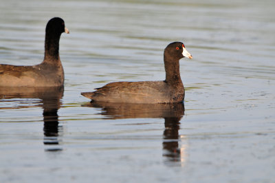 Brazoria NWR 11-15-13 2955.JPG