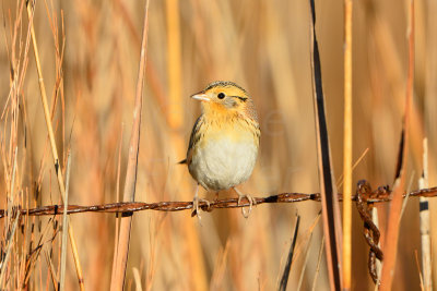 Attwater NWR 1-12-14 1240.JPG