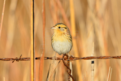 Attwater NWR 1-12-14 1256.JPG